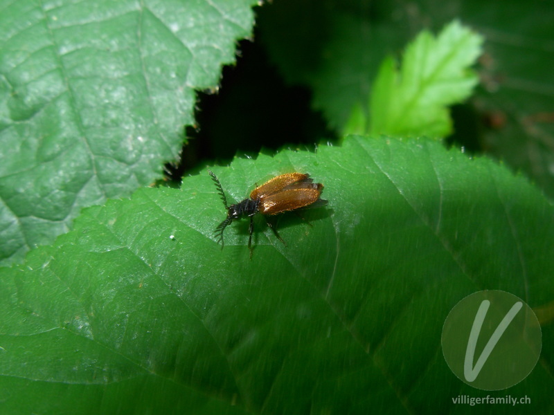 Schneckenhauskäfer (Drilus flavescens): Übersicht